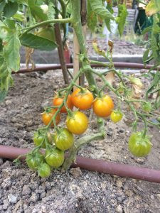 19-06 tomates1