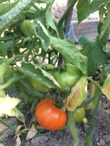 19-06 tomates2