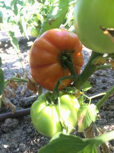 19-06 tomates3