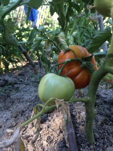 19-06 tomates4