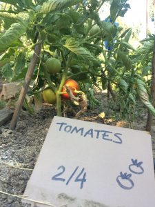 19-06 tomates5